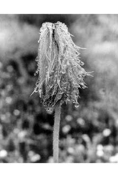 Pulsatilla occidentalis (S. Wats.) Freyn resmi