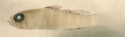 Image of Rusty Goby