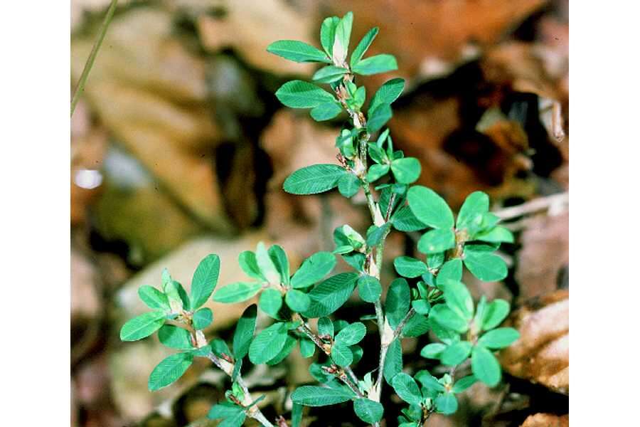 Image of Japanese bush clover