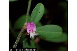 Image of Japanese bush clover