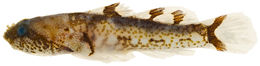 Image of <i>Psilotris batrachodes</i>