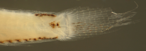 Image of Blind wormfish