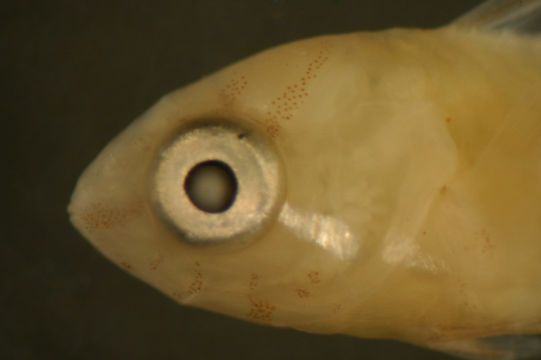 Image of Doratonotus