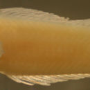 Image of Saddled Blenny