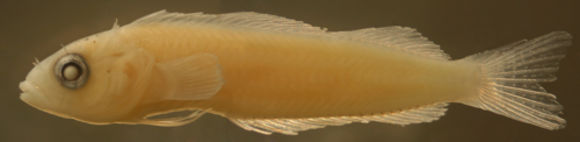 Image of Saddled Blenny