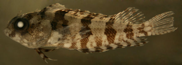 Image of <i>Labrisomus bucciferus</i>