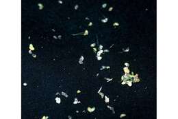 Image of valdivia duckweed