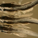 Image of Shark nose goby