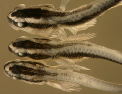 Image of Shark nose goby