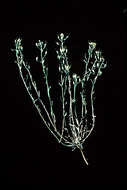 Image of strong bladderpod