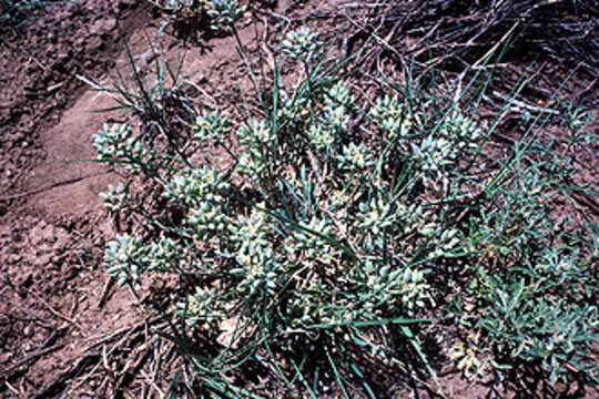 Image of strong bladderpod