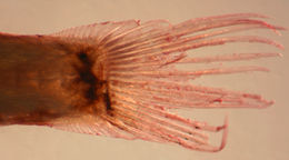 صورة Eleotris amblyopsis (Cope 1871)