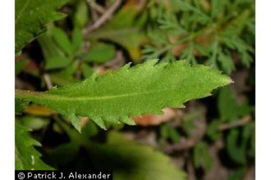 Image of Virginia pepperweed