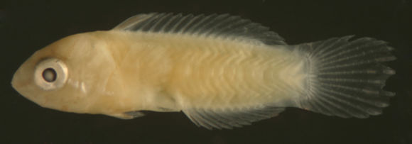 Image of Doratonotus