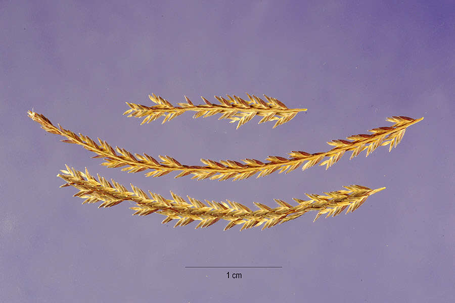 Plancia ëd Leptochloa virgata (L.) P. Beauv.