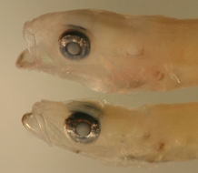 Image of Gobiomorus