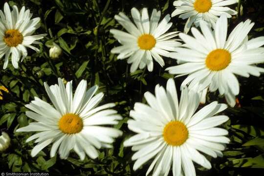 Слика од Leucanthemum vulgare Lam.