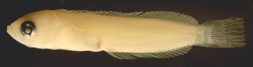 Image of Blackfin Blenny