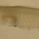 Plancia ëd Evorthodus lyricus (Girard 1858)