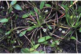 Image of Mudwort