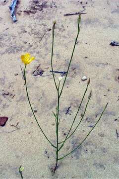 Image of bristle flax