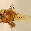 Image of blackfin cardinalfish