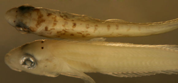 Image of Rosy Blenny