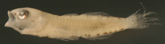 Image of Notchtongue Goby