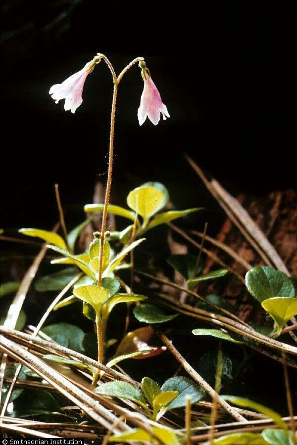 Image of Twinflower