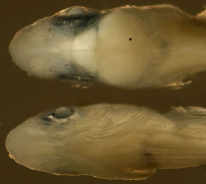 Image of Dusky Blenny