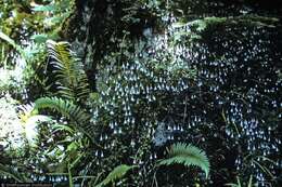 Image of longtube twinflower