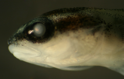 Image of Northern Neon Goby