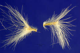 Image de Bothriochloa barbinodis (Lag.) Herter