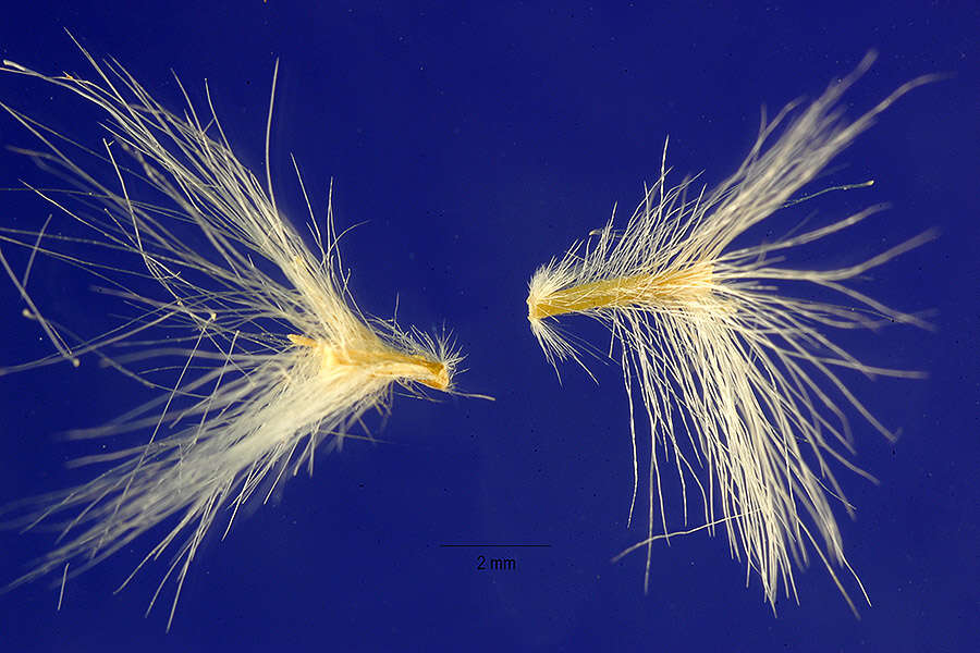 صورة Bothriochloa barbinodis (Lag.) Herter