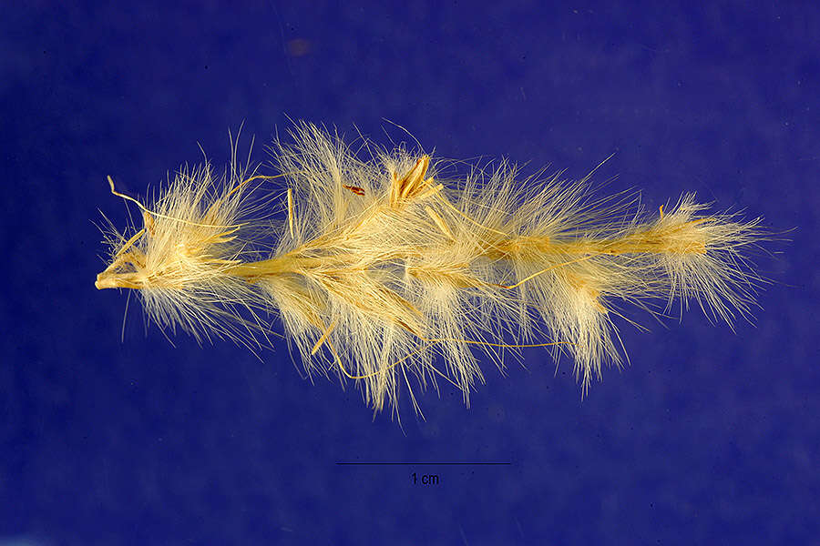 صورة Bothriochloa barbinodis (Lag.) Herter