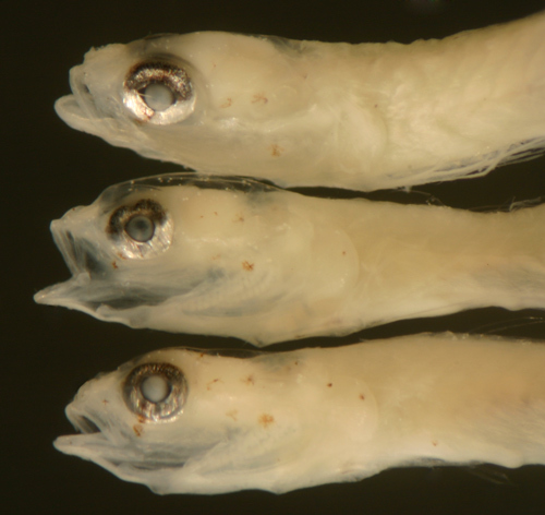 Image de Ctenogobius saepepallens (Gilbert & Randall 1968)