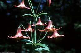 Image of Canada lily