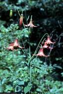 Image of Canada lily