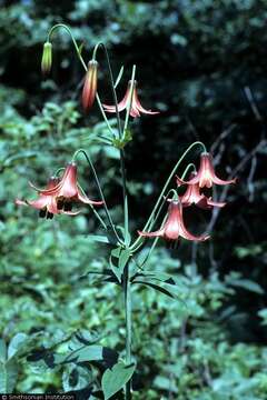 Image de Lilium canadense L.