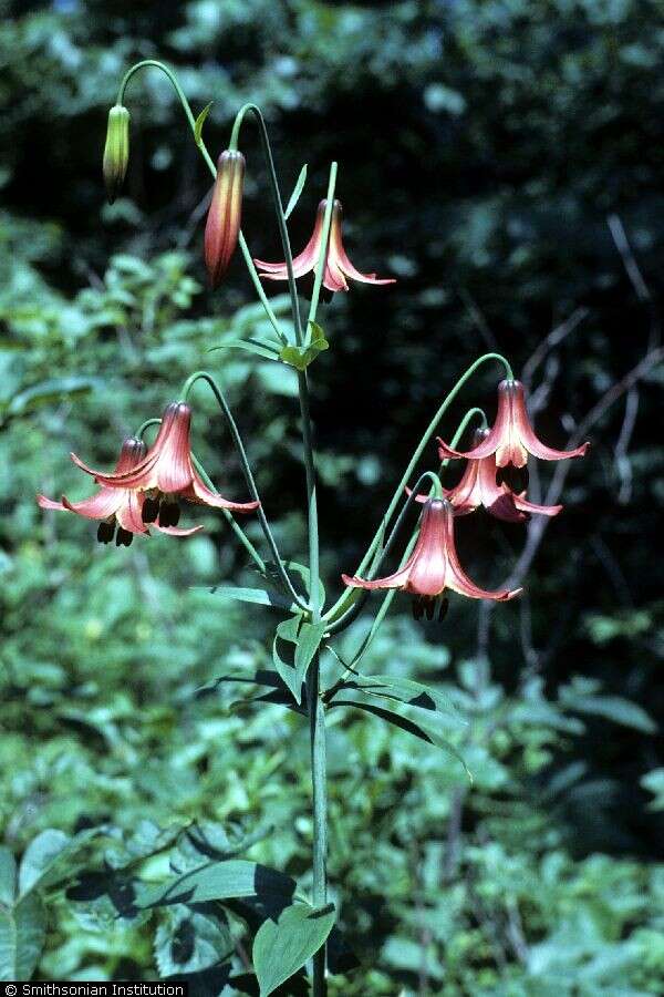 Image of Canada lily