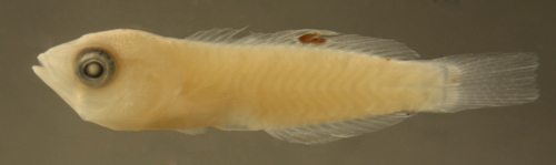 Image of Black-ear wrasse