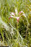 Image of pine lily