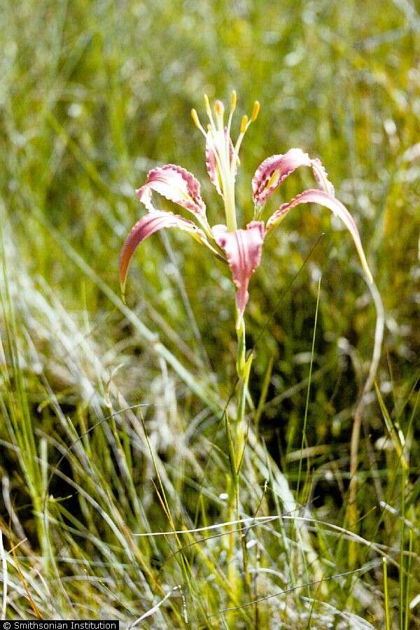 Image of pine lily