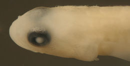 Image of <i>Psilotris amblyrhynchus</i>