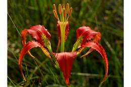 Image of pine lily