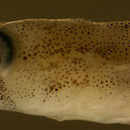 Image of Goldspot Goby
