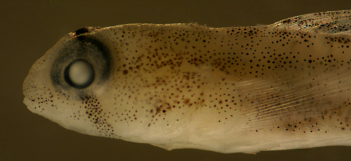 Image of Goldspot Goby
