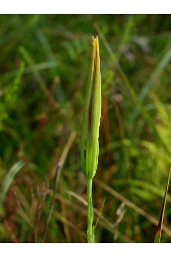 Image of pine lily