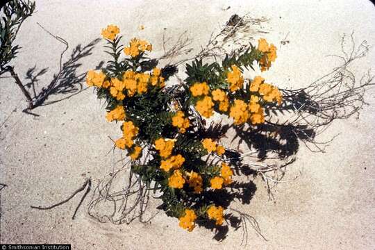 Image of Carolina puccoon