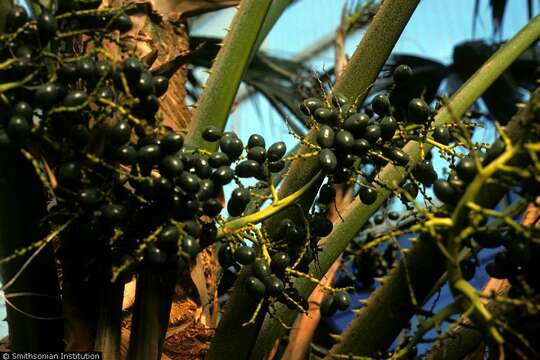 Image of fountain palm